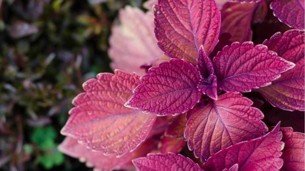 Shiso im Freien.