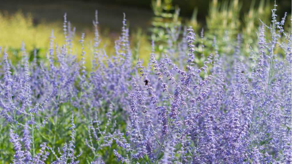 Blau blühende Staude "Blauraute" im Freien.