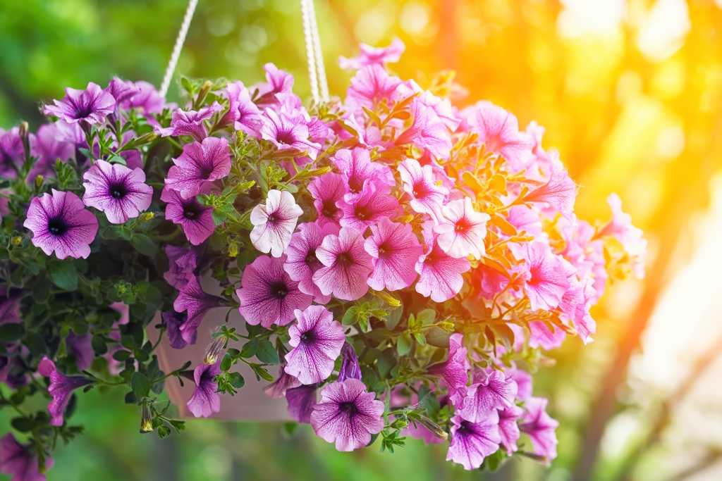 petunie Blumenampeln