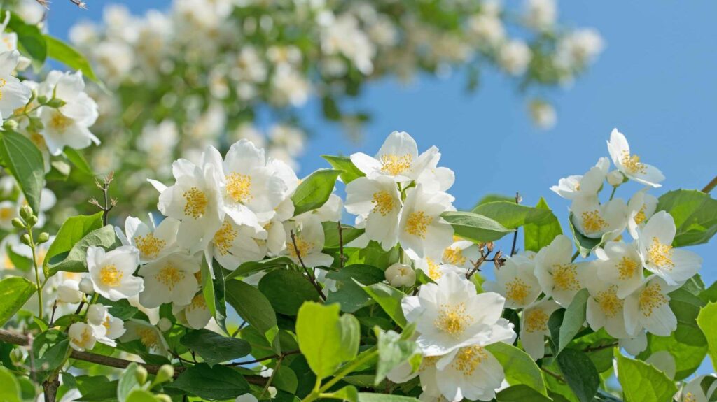 Weiße Blüten eines Pfeifenstrauchs vor blauem Himmel