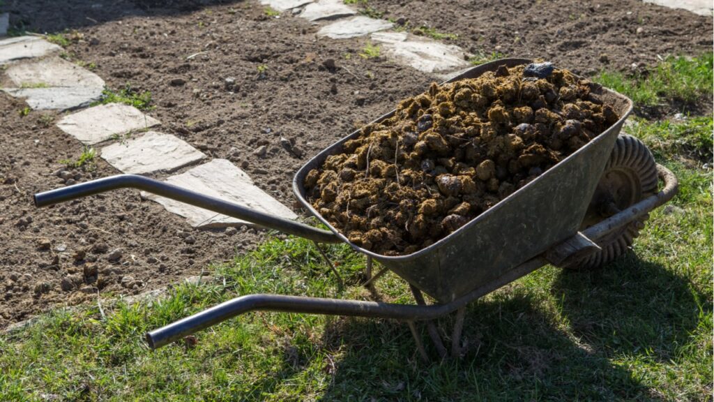 Schubkarre mit Pferdemist vor einem Gartenbeet