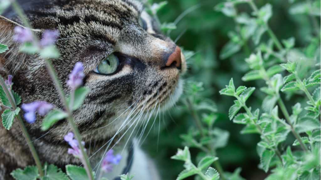 Auch die Katzenminze hilft bei der Abwehr von Mücken.