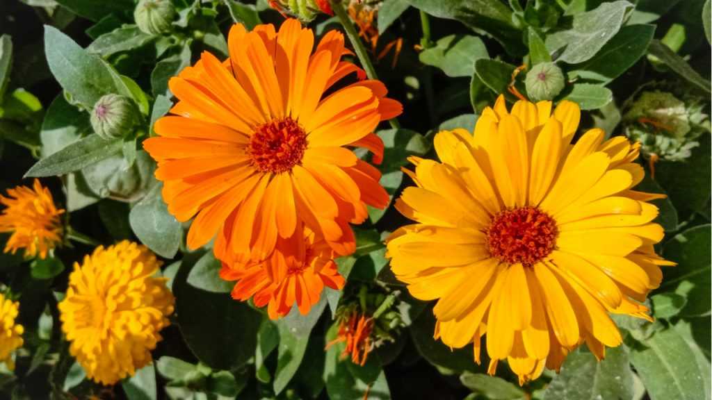 Die Ringelblume ist eine der 10 Pflanzen gegen Mücken.