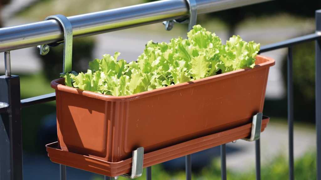 Pflücksalat wächst in einem Balkonkasten am Geländer