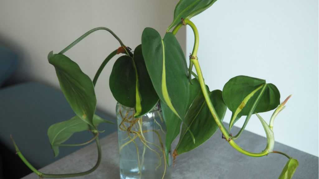 Philodendron im Wasser.