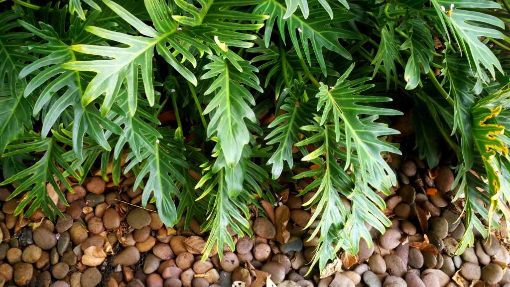 Philodendron Pflege: Mit der richtigen Pflege gedeiht die Grünpflanze wunderschön