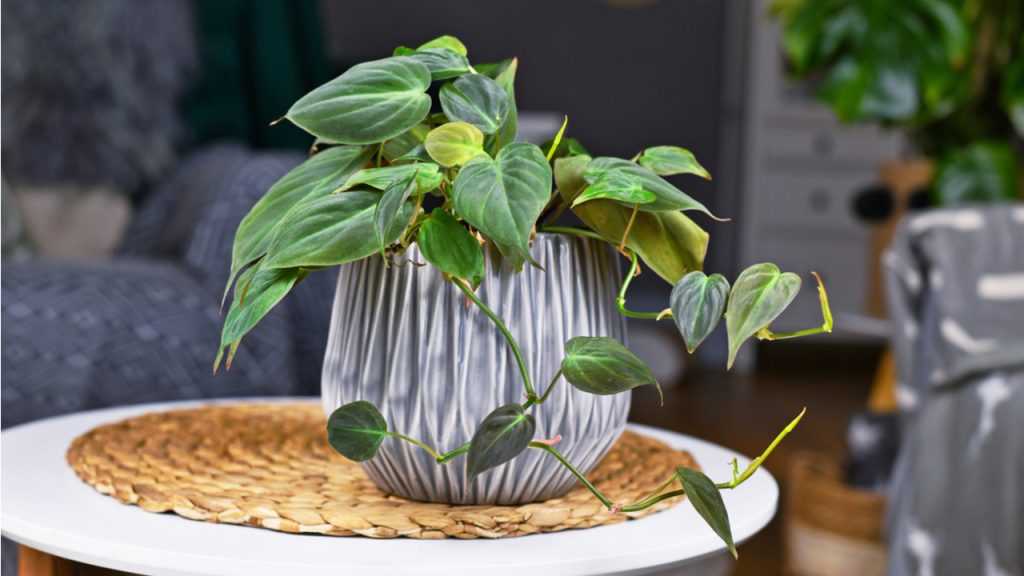 Der Philodendron bevorzugt einen schattigen Standort.