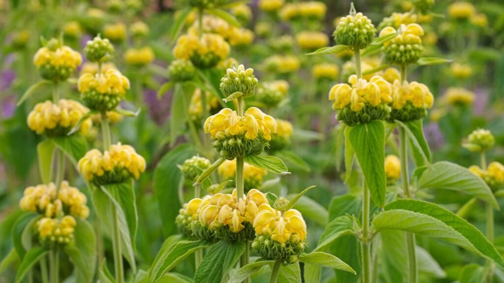 Syrisches Brandkraut (Phlomis russeliana)
