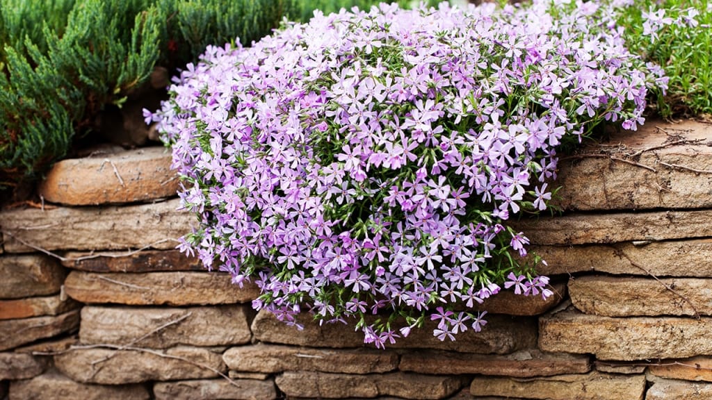 Der Polsterphlox wächst krautigartig.
