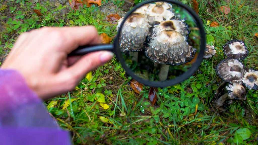 Hand betrachtet Pilze im Rasen durch eine Lupe