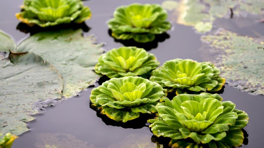 Muschelblume (Pistia stratiotes)