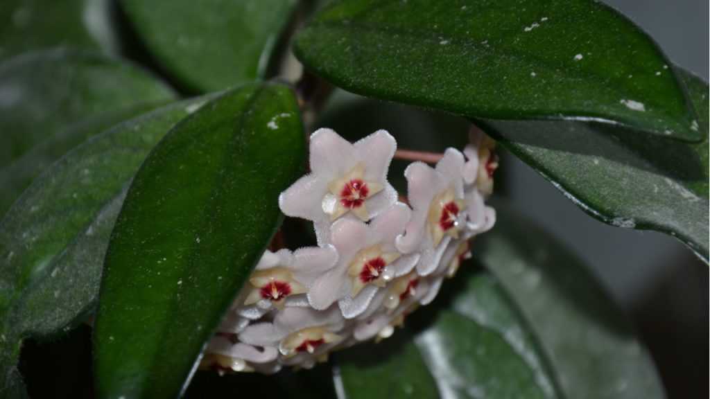 Porzellanblume.