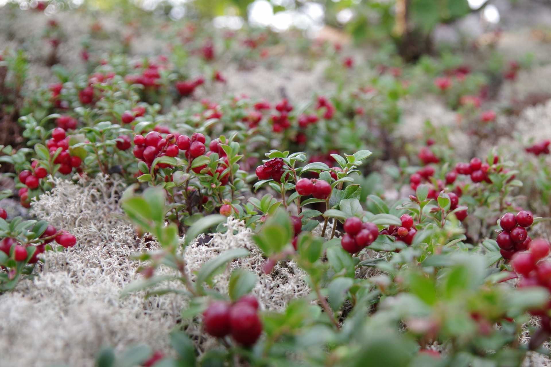 Rote Beeren an niedrigen grünen Sträuchern