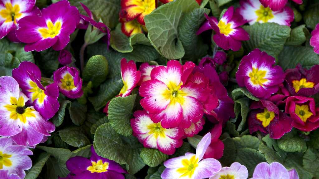 Bunte Primeln mit weißen, gelben und violetten Blüten