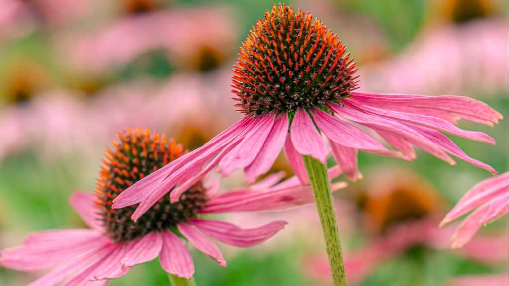 Blüte der Lieblichen Weigelie