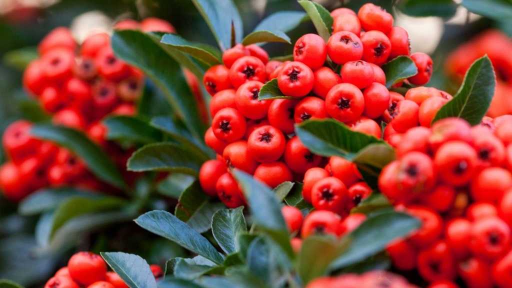 Rote Feuerdornbeeren zwischen grünen Blättern