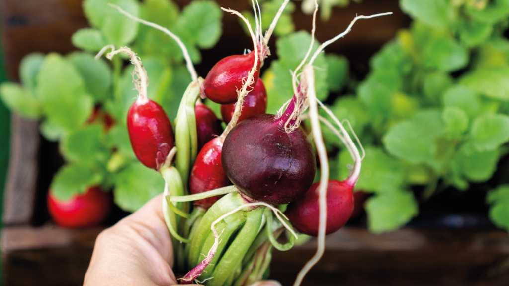 Hand hält frisch geerntete rote Radieschen