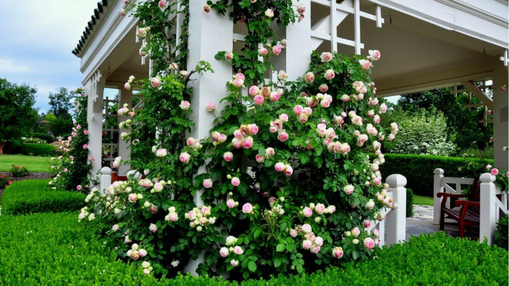 Rosafarbene Kletterrosen an einer weißen Pergola