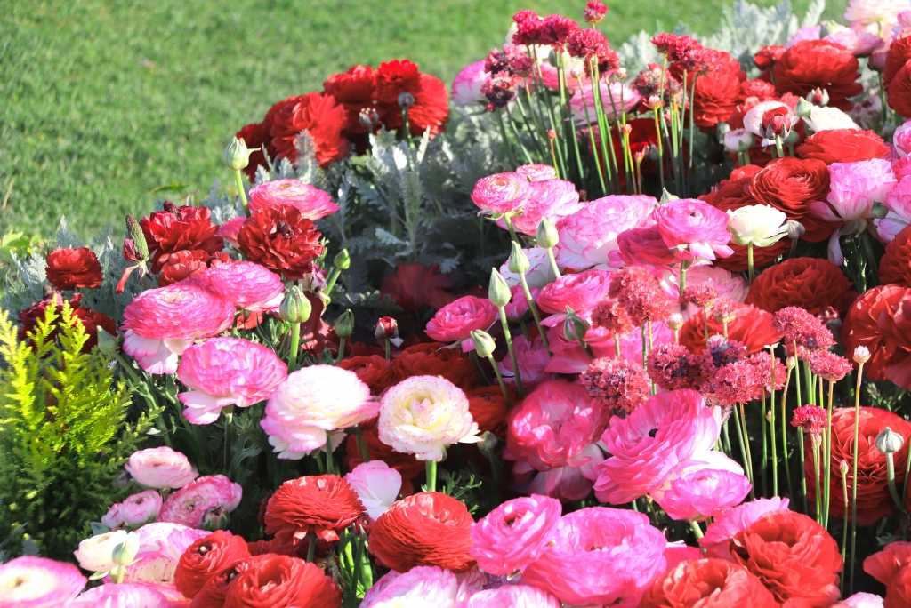 Rosa, rote und weiße Ranunkeln in voller Blüte