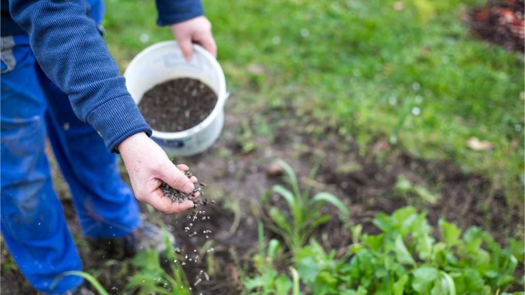 Durch die richtige Pflege, wie Rasen düngen wird der Garten grün und gesund.
