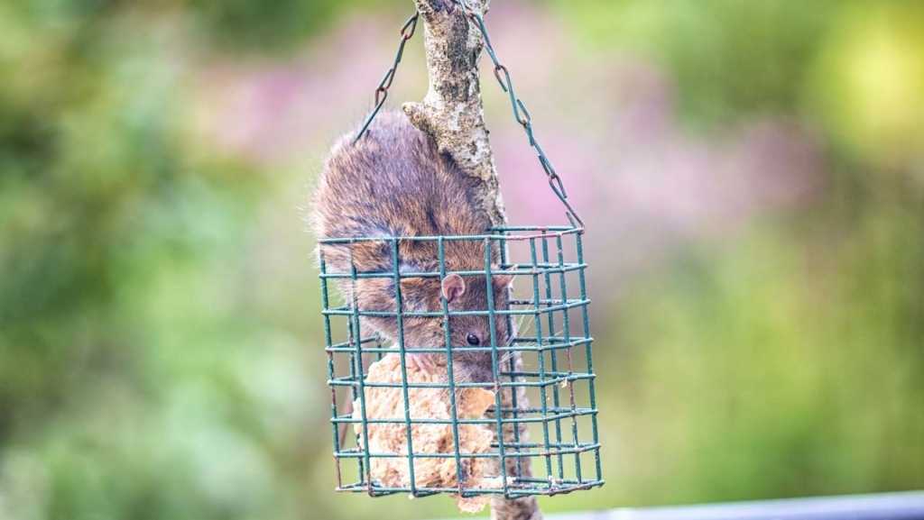 Ratte stiehlt Vogelfutter