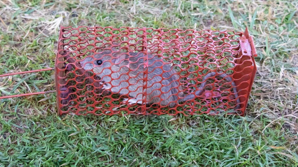 Ratte in Lebendfalle