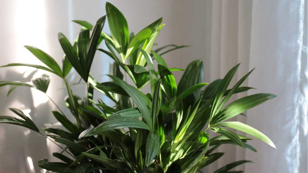 Steckenpalme im Inneren.