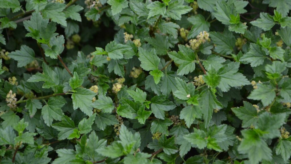 Alpenjohannisbeere (Ribes alpinum)