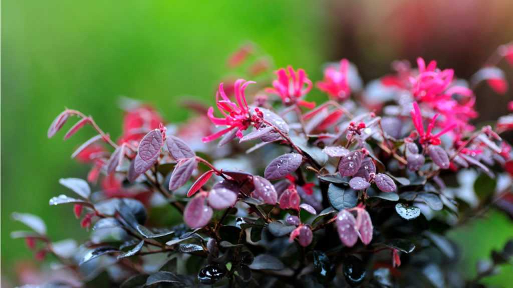 Nahaufnahme der Riemenblüte