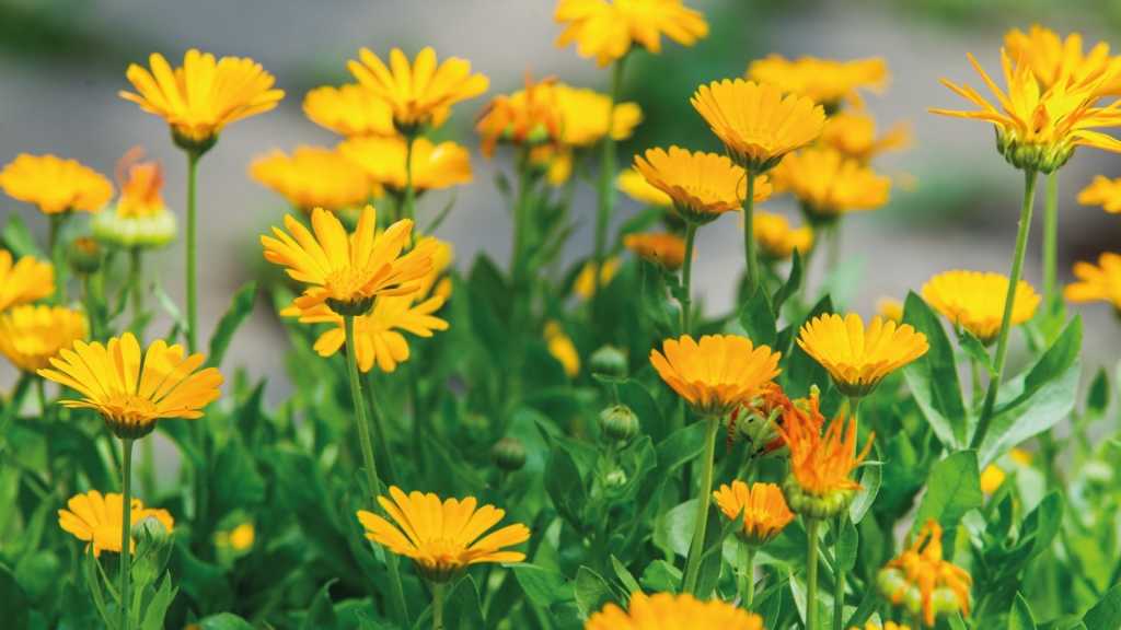 blühende Ringelblumen auf einem Feld.