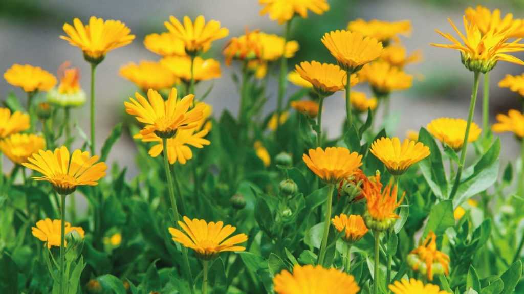 Die Ringelblume ist eine Nutz- und Zierpflanze.