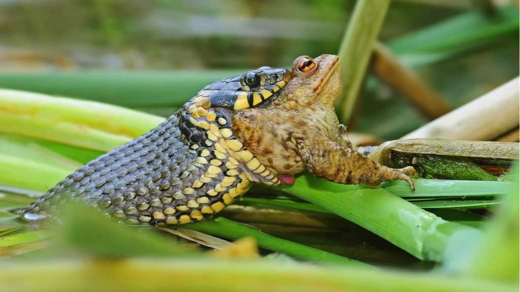 Ringelnatter die einen Frosch ist