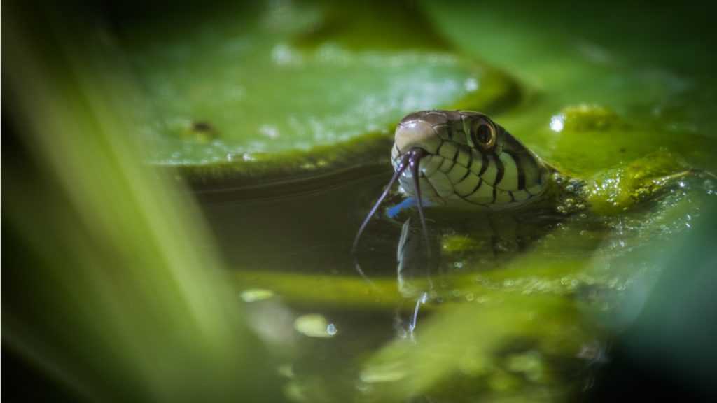Ringelnatter in einem Teich
