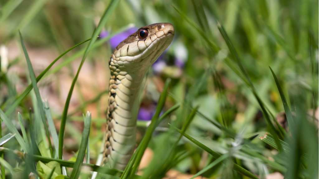Ringelnatter in einer Wiese