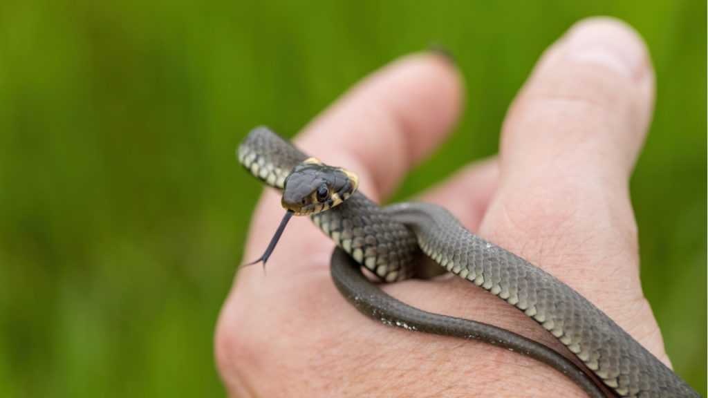 Ringelnatter in einer Hand