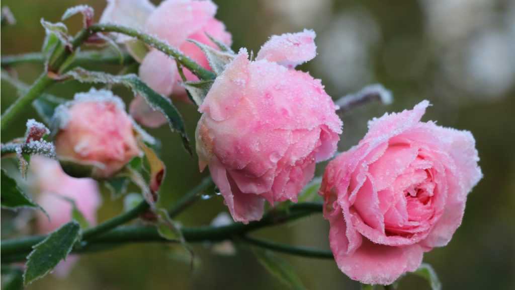 Rose Larissa im Freien