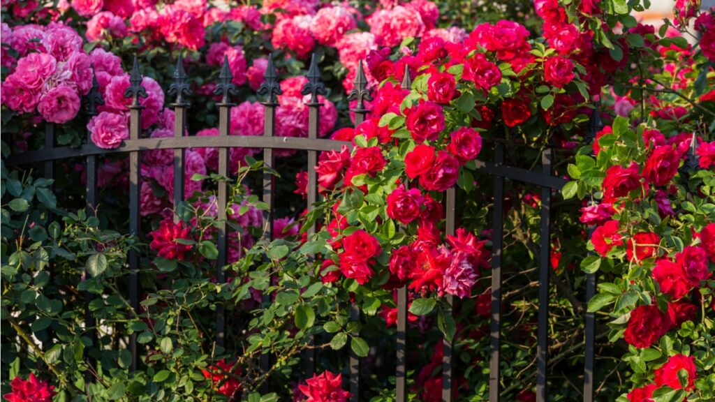 Rote und rosafarbene Rosen an einem schwarzen Metallzaun