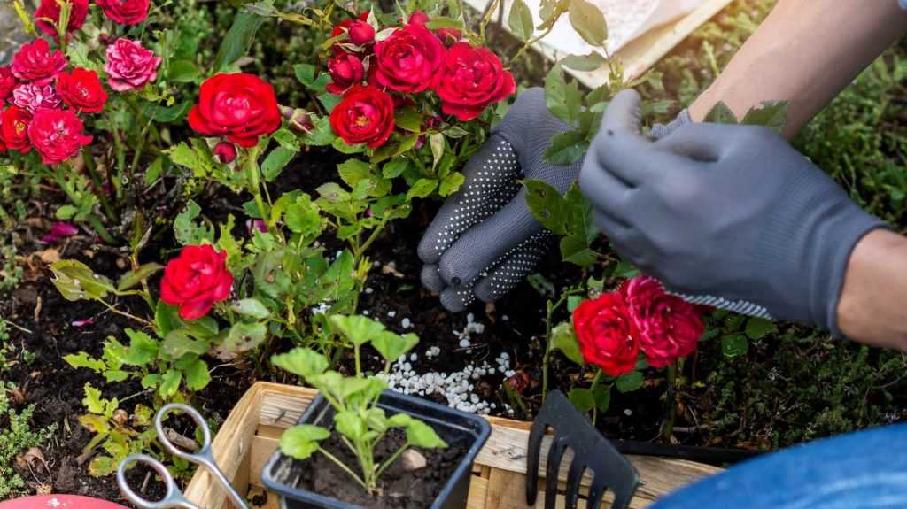 Rote Rosen werden gedüngt