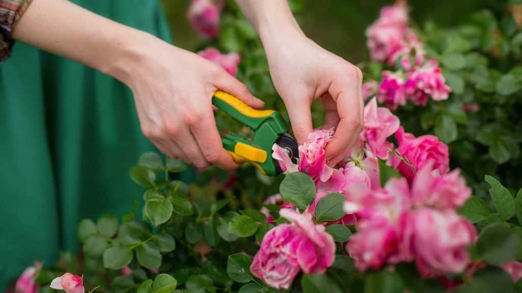 Rosafarbene Rosen werden geschnitten