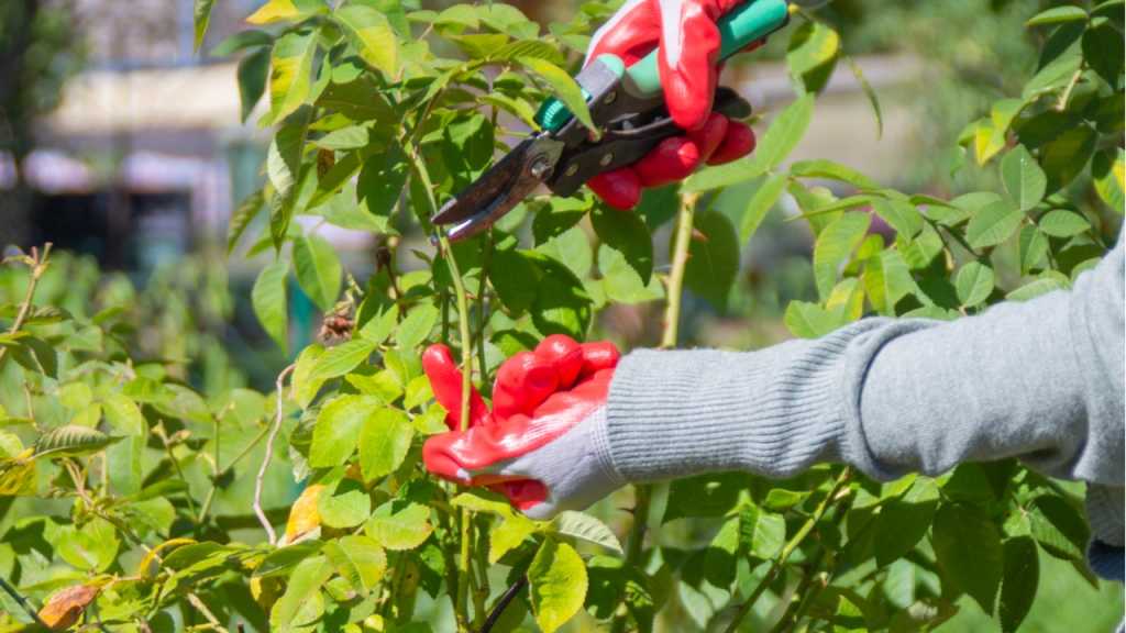 Rosen im Juni schneiden und verblühte Blüten entfernen.