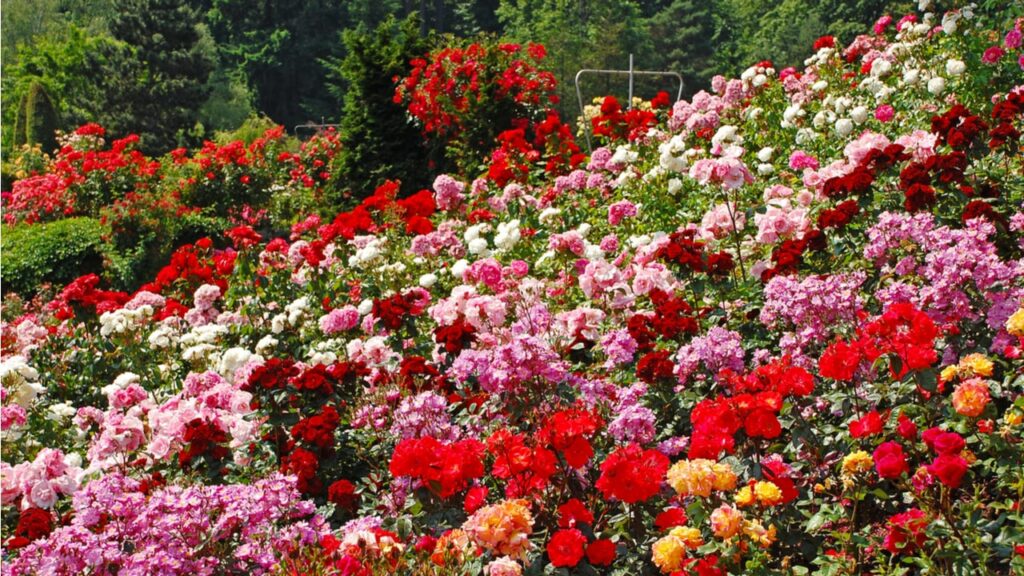 Rosenbeet mit roten, rosa, weißen und orangefarbenen Rosen