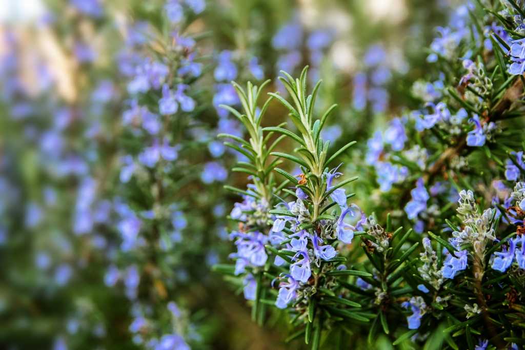 Rosmarin Blume