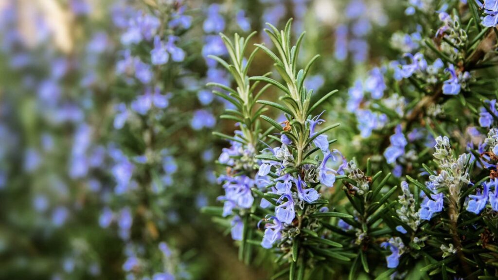 Blühender Rosmarin mit hellblauen Blüten