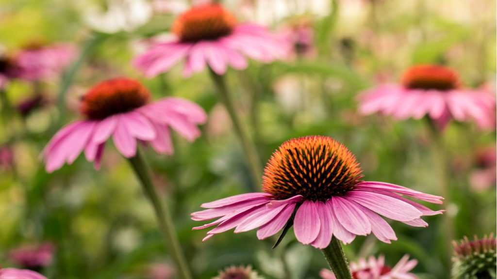Rosafarbener Purpursonnenhut in voller Blüte
