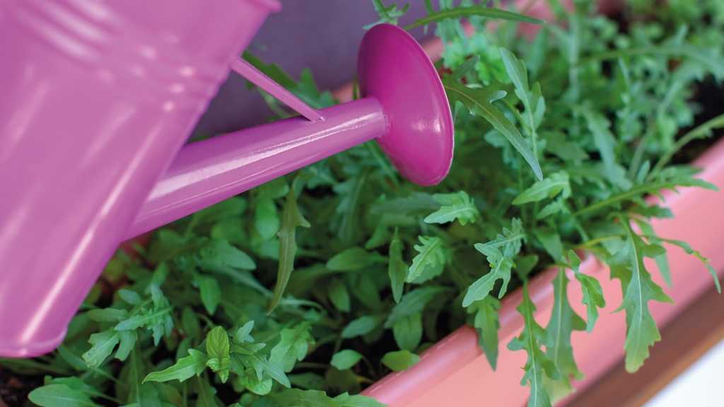 Rosa Gießkanne bewässert Rucola im Balkonkasten