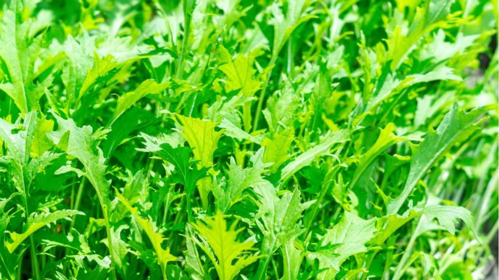 Rucola im Freien.