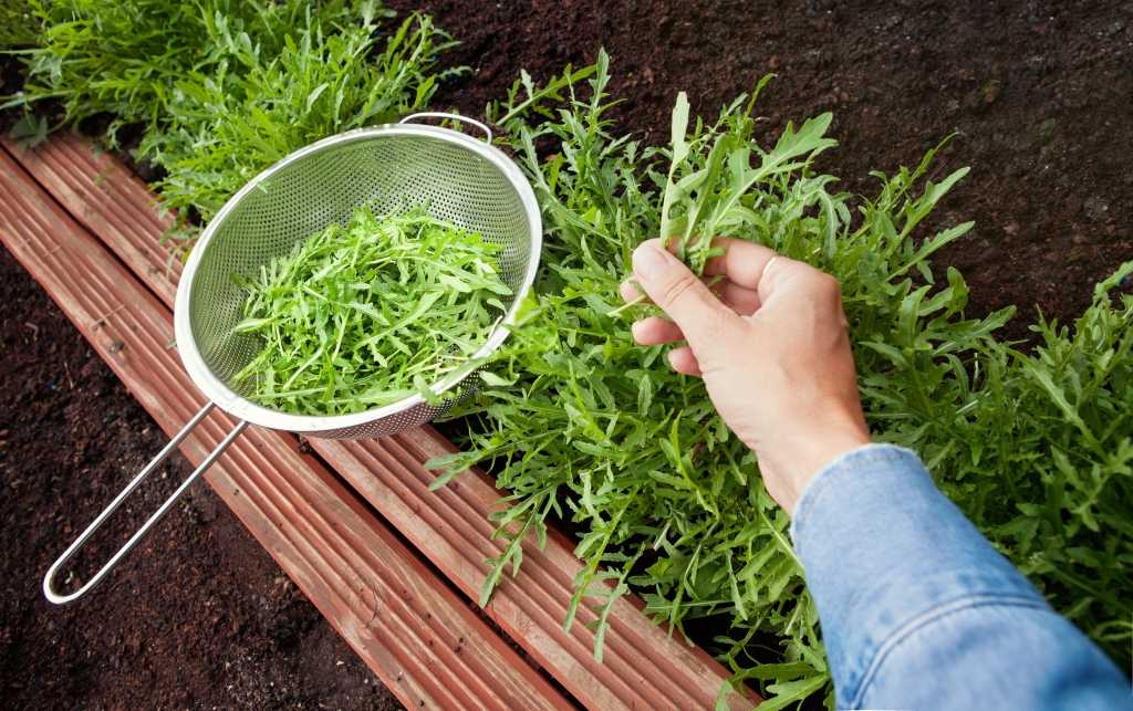 Rucola mit Sieb