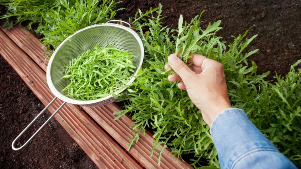 Rucola, der im Halbschatten gewachsen ist, enthält weniger Senföle.