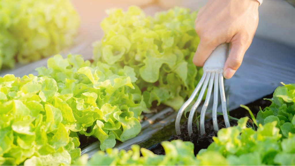 Sie wollen Salat im Gewächshaus anbauen? In diesem Beitrag zeigen wir Ihnen, wie genau Sie dabei vorgehen müssen.