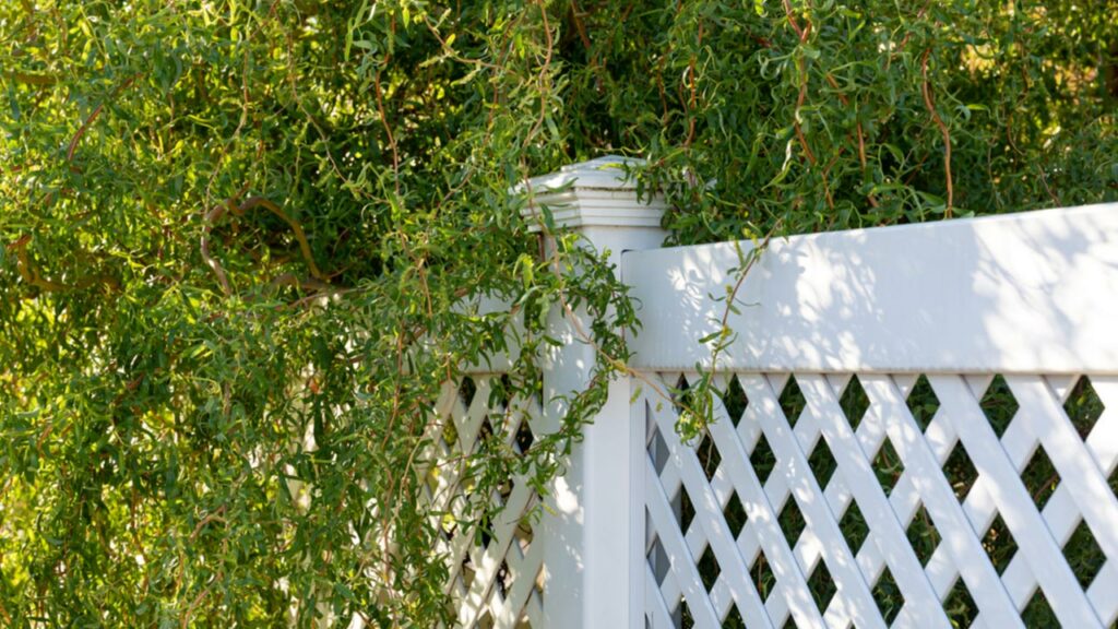 Lockenweide (Salix erythroflexuosa)